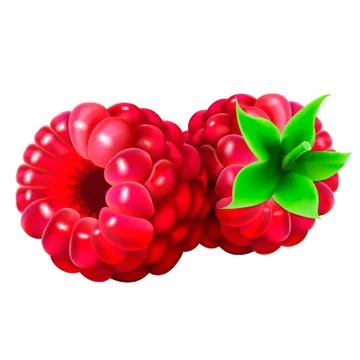 Realistic berry of raspberry, the illustration consists of a mesh gradient. Ilustração Stock