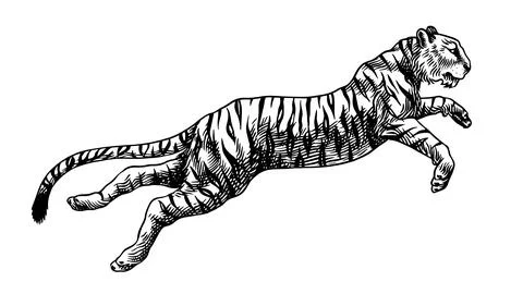 Realistic black and white jumping Tiger drawing in very detailed old engraving Stock Illustration