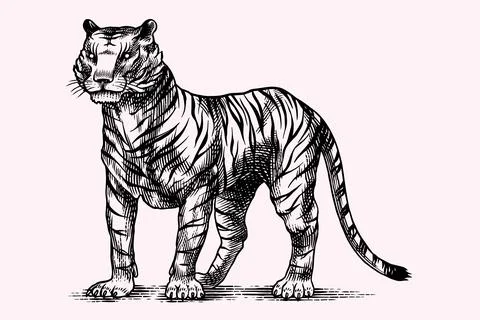 Realistic black and white Tiger standing drawing in very detailed old engraving Stock Illustration