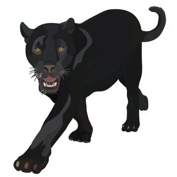 Realistic black panther in vector Stock Illustration