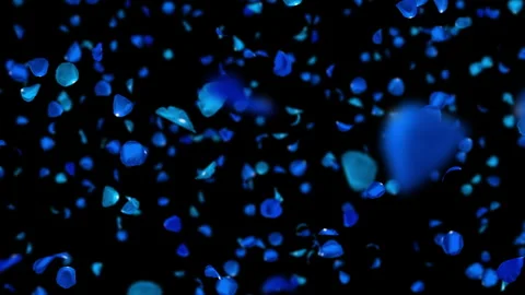 Realistic Blue Rose Petals Diagonal Fall with Bokeh, Seamless Loop Stock Footage 344034299
