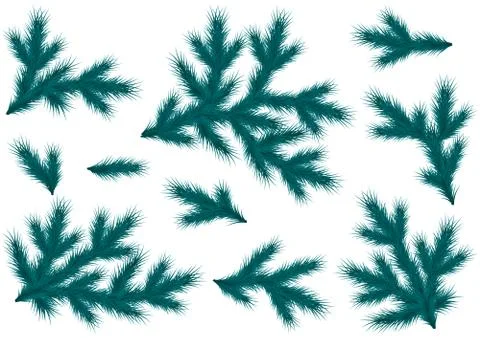 Realistic blue spruce branches. Set for decoration of a flyer, banner, header Stock Illustration