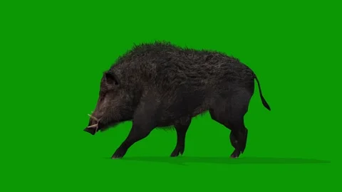 Realistic Boar Animation on Green Screen-Side View Render Stock Footage 313111174
