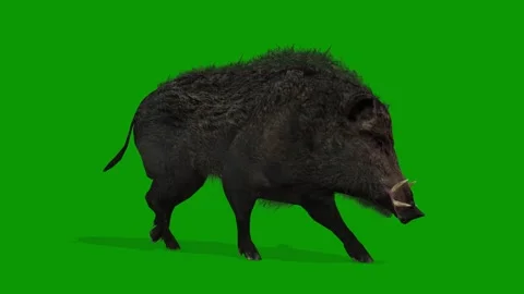 Realistic Boar Animation on Green Screen-Right Side Render Stock Footage 313111177