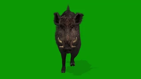 Realistic Boar Render Animation on Green Screen-Run Fast Front Side Stock Footage 313111312