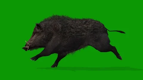 Realistic Boar Render Animation on Green Screen-Run Fast Left Side Stock Footage 313111340
