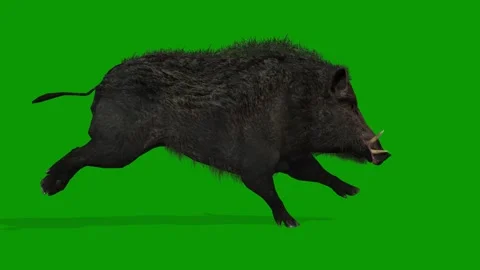 Realistic Boar Render Animation on Green Screen-Run Fast Right Side Stock Footage 313111356