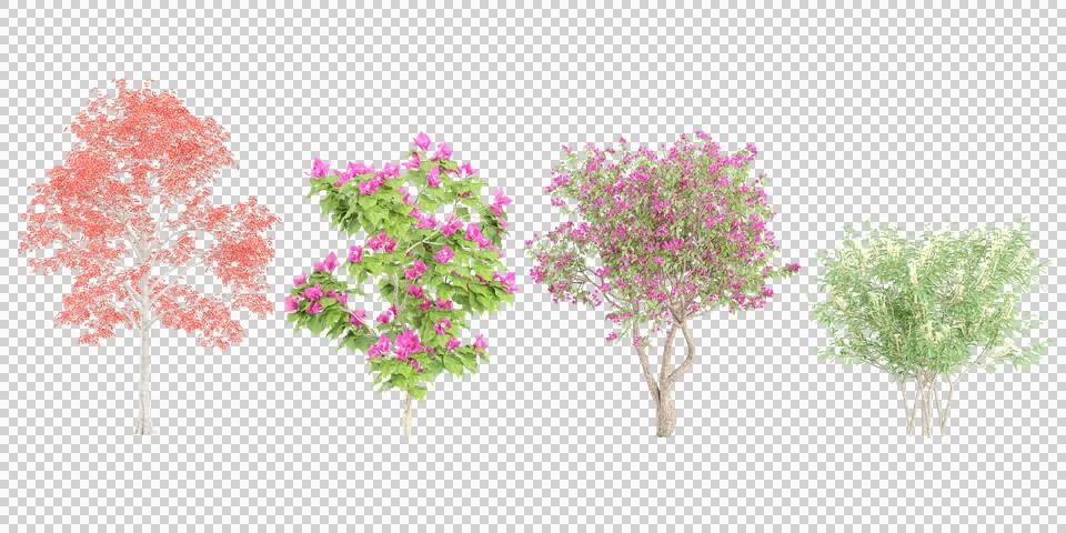 Realistic Bombax Cebia,Bougnevilla,Bougnevilla,Brunfelsia Americana foregro.. Stock Photos
