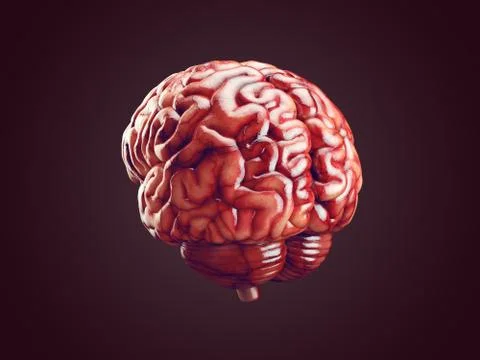 Realistic brain illustration Stock Illustration