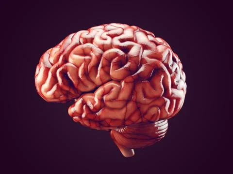 Realistic brain illustration Stock Illustration