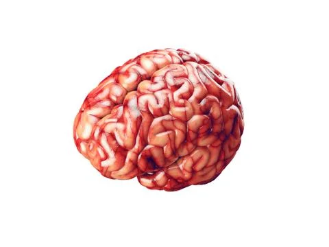 Realistic brain illustration Stock Illustration