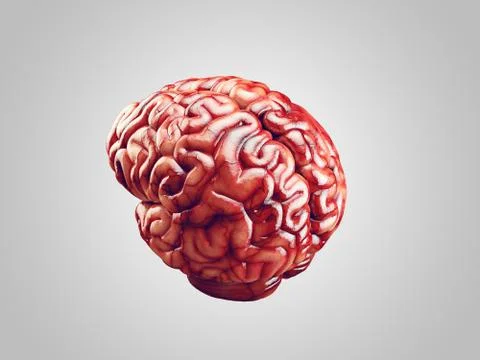 Realistic brain illustration Stock Illustration