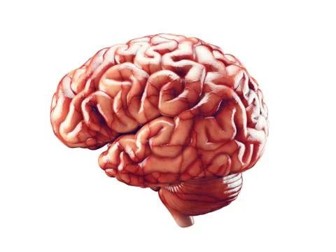 Realistic brain illustration Stock Illustration