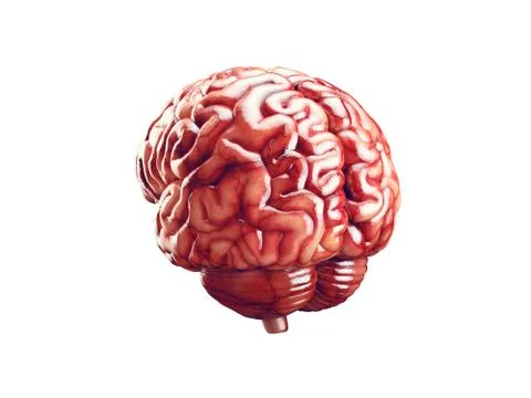 Realistic brain illustration Stock Illustration