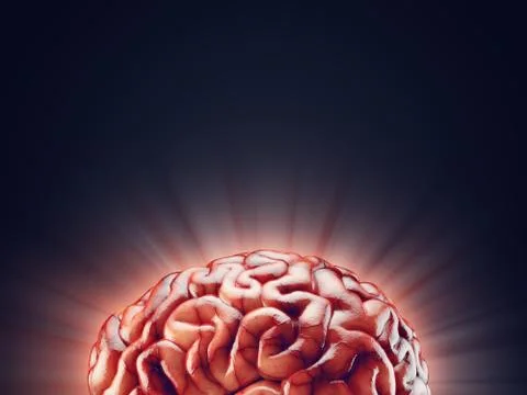 Realistic brain illustration Stock Illustration