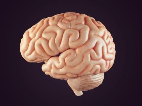 Realistic brain illustration Stock Illustration