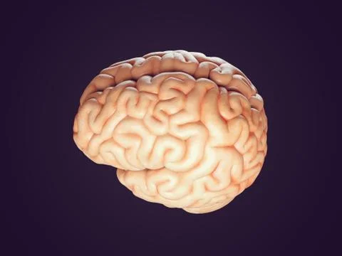 Realistic brain illustration Stock Illustration