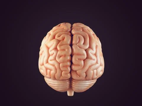 Realistic brain illustration Stock Illustration