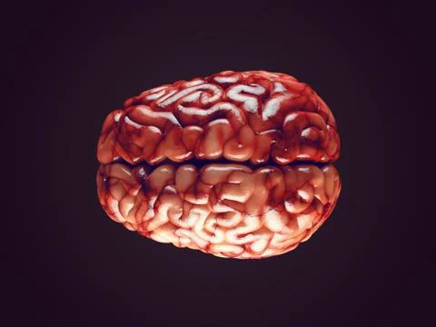 Realistic brain illustration Stock Illustration