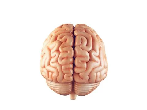 Realistic brain illustration Stock Illustration