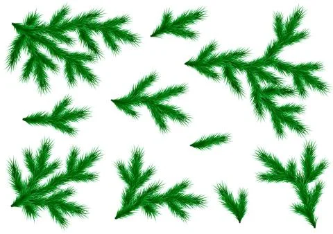 Realistic branches of spruce and pine. Set for decoration of a flyer, banner Stock Illustration