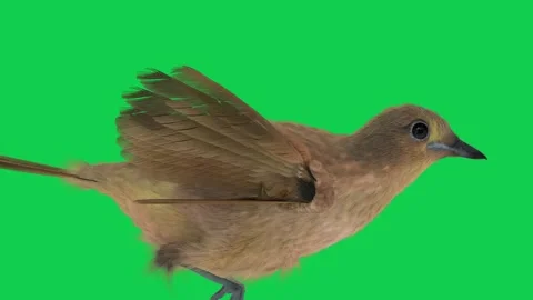 Realistic brown bird flapping wings on green screen perfect for wildlife Stock Footage 309099557
