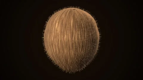 Realistic brown coconut on dark background. 3d rendering Stock Footage 341999786
