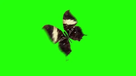Realistic butterfly animation on green screen, seamless loop Stock Footage 262631453