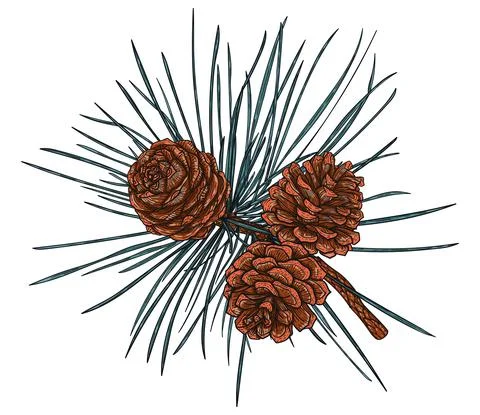 Realistic cedar branch with cones Stock Illustration