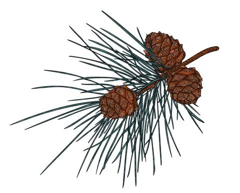 Realistic Cedar Branch Stock Illustration