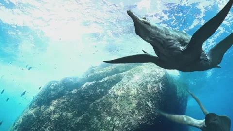 Realistic CGI animation of Dolichorhynchops dinosaurs underwater Stock-Footage 245408420
