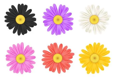 Realistic chamomile daisy flower icon collection Stock Illustration