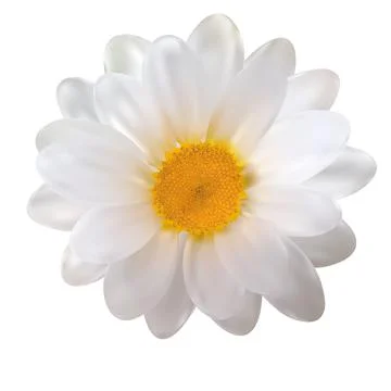 Realistic Chamomile Flower on White Background. Illustration Stock Illustration