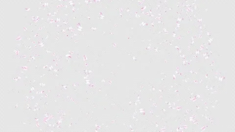 Realistic Cherry Blossom and Sakura Petals Burst from Center and Fall, Alpha Stock Footage 337983170