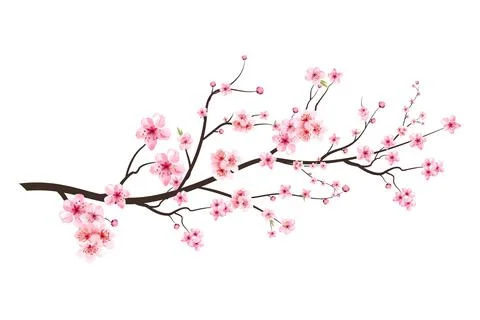 Realistic Cherry blossom branch. Cherry blossom with pink Sakura flower vecto Stock Illustration