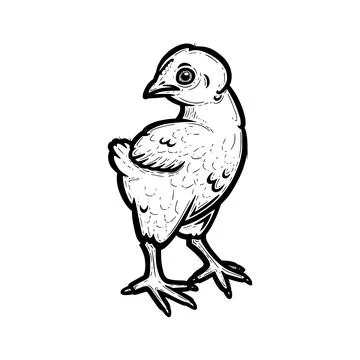 Realistic chicken outlined in white background. Free grazing chick in the runch Illustrazione stock