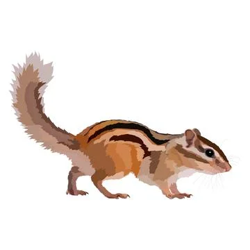 Realistic chipmunk icon vector illustration wild animal. Stock Illustration