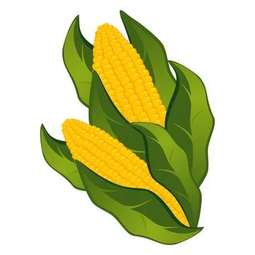 Realistic cobs of corn on a white background - Vector Stock Illustration
