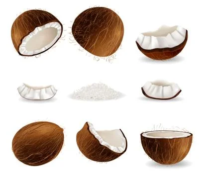 Realistic coconut fruit set, vector isolated illustration Stock Illustration
