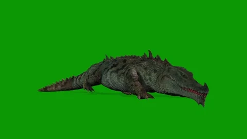 Realistic Crocodile Attacking Scene Right Side 3D Animation on Green Screen Stock Footage 314542712