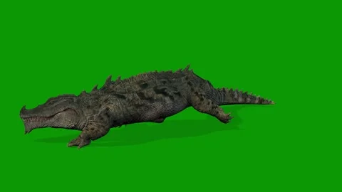 Realistic Crocodile Run Fast Left Side 3D Animation on Green Screen Stockbeeldmateriaal 314542765