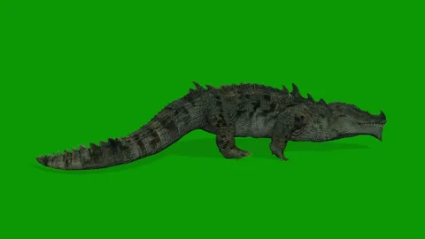 Realistic Crocodile Run Fast Right Side 3D Animation on Green Screen Stockbeeldmateriaal 314542791