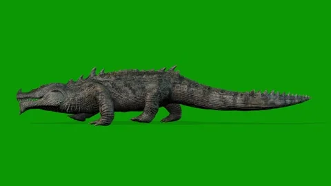 Realistic Crocodile Walking Left Side 3D Animation on Green Screen Stock Footage 314542960
