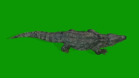 Realistic Crocodile Walking View From Sky 3D Animation on Green Screen 库存影片 314542981