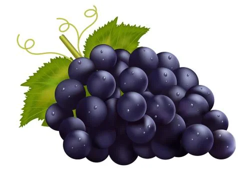 Realistic dark grapes Stock Illustration