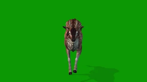 Realistic Deer Run Fast Front Side On Green Screen 3D Rendering Animation Stock Footage 310528983
