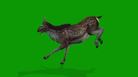 Realistic Deer Run Fast Left On Green Screen 3D Rendering Animation Stock Footage 310528985