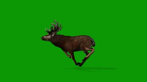 Realistic Deer Run Fast Left Side On Green Screen-3D Rendering Animation Stock Footage 313888298