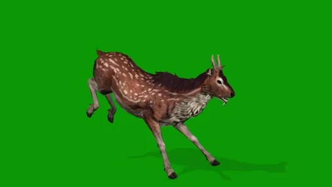Realistic Deer Run Fast Right Side On Green Screen 3D Rendering Animation Stock Footage 310528987