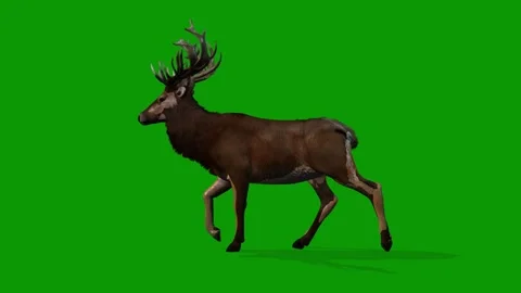 Realistic Deer Walking Left On Green Screen-3D Rendering Animation Stock Footage 313888312